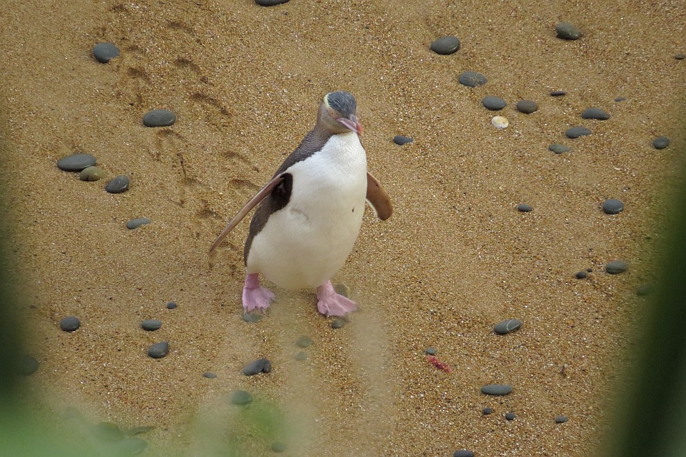 Gelbaugenpinguin bei der Rückkehr